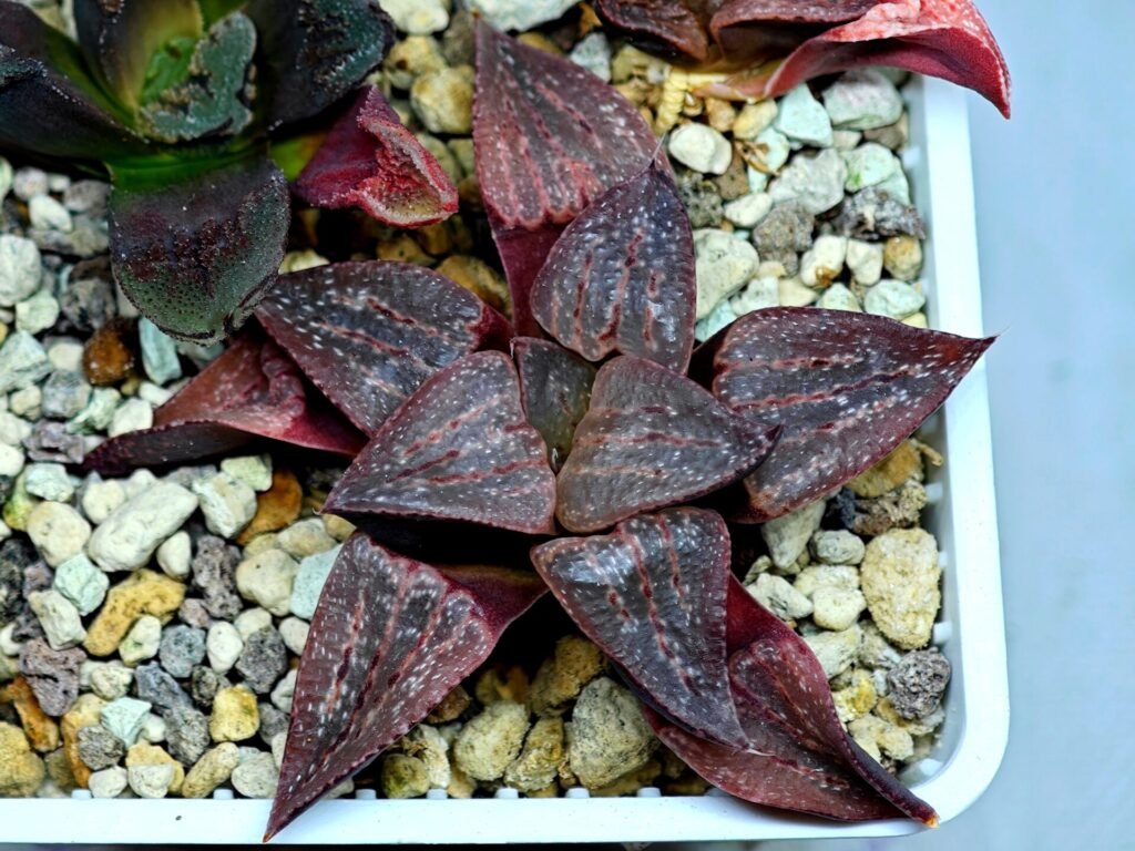 Haworthia Seedling emelyae GM267 S155 - 10