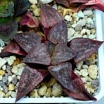 Haworthia Seedling emelyae GM267 S155 - 10