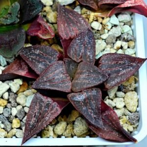Haworthia Seedling emelyae GM267 S155 - 10