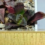 Haworthia Seedling Truncata Monstrose S157 - 1