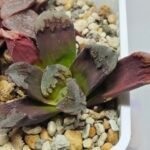 Haworthia Seedling Truncata Monstrose S157 - 2