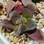 Haworthia Seedling Truncata Monstrose S157 - 3