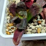 Haworthia Seedling Truncata Monstrose S157 - 4