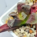 Haworthia Seedling Truncata Monstrose S157 - 5