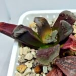 Haworthia Seedling Truncata Monstrose S157 - 6