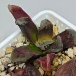 Haworthia Seedling Truncata Monstrose S157 - 7