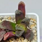 Haworthia Seedling Truncata Monstrose S157 - 8