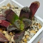 Haworthia Seedling Truncata Monstrose S157 - 9