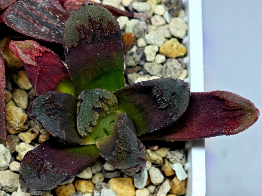 Haworthia Seedling Truncata Monstrose S157 - 10