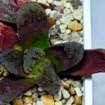 Haworthia Seedling Truncata Monstrose S157 - 10