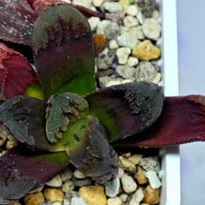 Haworthia Seedling Truncata Monstrose S157 - 10