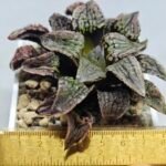 Haworthia Comptoniana Hybrid ‘Marilyn’ [瑪麗蓮 (マリリン)] - 1