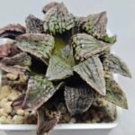 Haworthia Comptoniana Hybrid ‘Marilyn’ [瑪麗蓮 (マリリン)] - 2