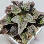 Haworthia Comptoniana Hybrid ‘Marilyn’ [瑪麗蓮 (マリリン)] - 3