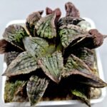 Haworthia Comptoniana Hybrid ‘Marilyn’ [瑪麗蓮 (マリリン)] - 4