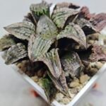 Haworthia Comptoniana Hybrid ‘Marilyn’ [瑪麗蓮 (マリリン)] - 5