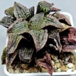 Haworthia Comptoniana Hybrid ‘Marilyn’ [瑪麗蓮 (マリリン)] - 6