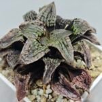 Haworthia Comptoniana Hybrid ‘Marilyn’ [瑪麗蓮 (マリリン)] - 7