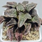 Haworthia Comptoniana Hybrid ‘Marilyn’ [瑪麗蓮 (マリリン)] - 8