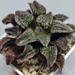 Haworthia Comptoniana Hybrid ‘Marilyn’ [瑪麗蓮 (マリリン)] - 9