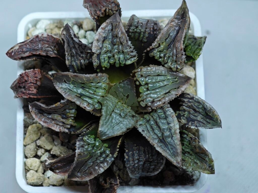 Haworthia Comptoniana Hybrid ‘Marilyn’ [瑪麗蓮 (マリリン)] - 10
