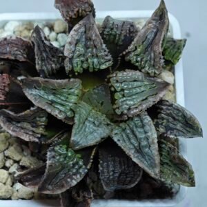 Haworthia Comptoniana Hybrid ‘Marilyn’ [瑪麗蓮 (マリリン)] - 10