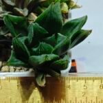 Haworthia Seedling MS160 Betsu Yamada Kirinofunsen - 1