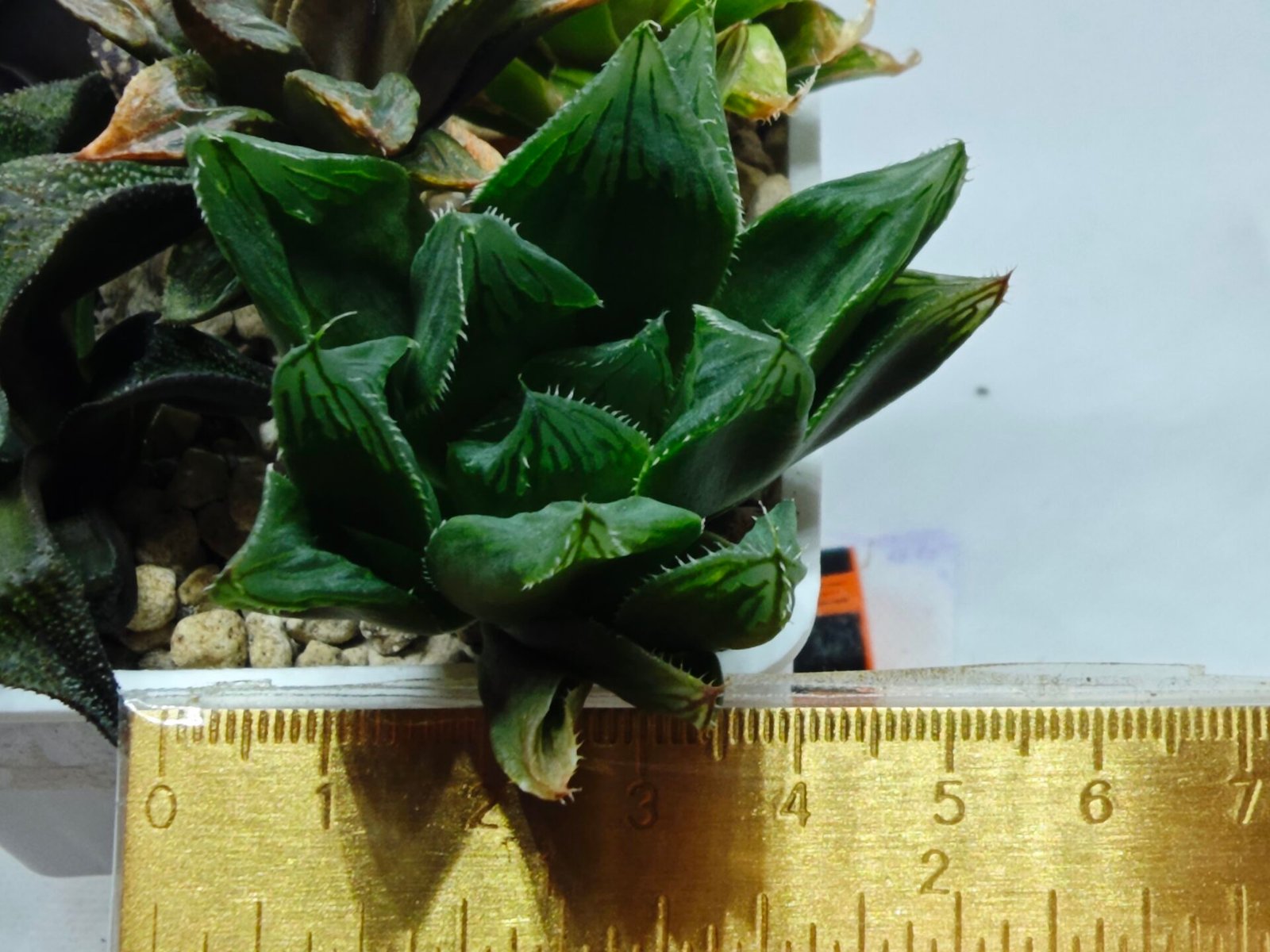 Haworthia Seedling MS160 Betsu Yamada Kirinofunsen - 1