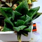 Haworthia Seedling MS160 Betsu Yamada Kirinofunsen - 2