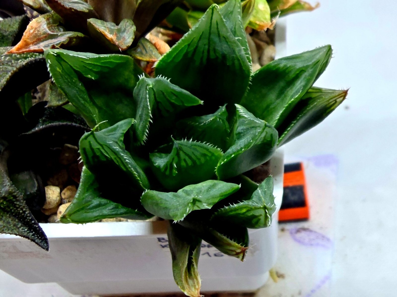Haworthia Seedling MS160 Betsu Yamada Kirinofunsen - 2