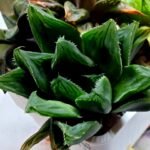 Haworthia Seedling MS160 Betsu Yamada Kirinofunsen - 3