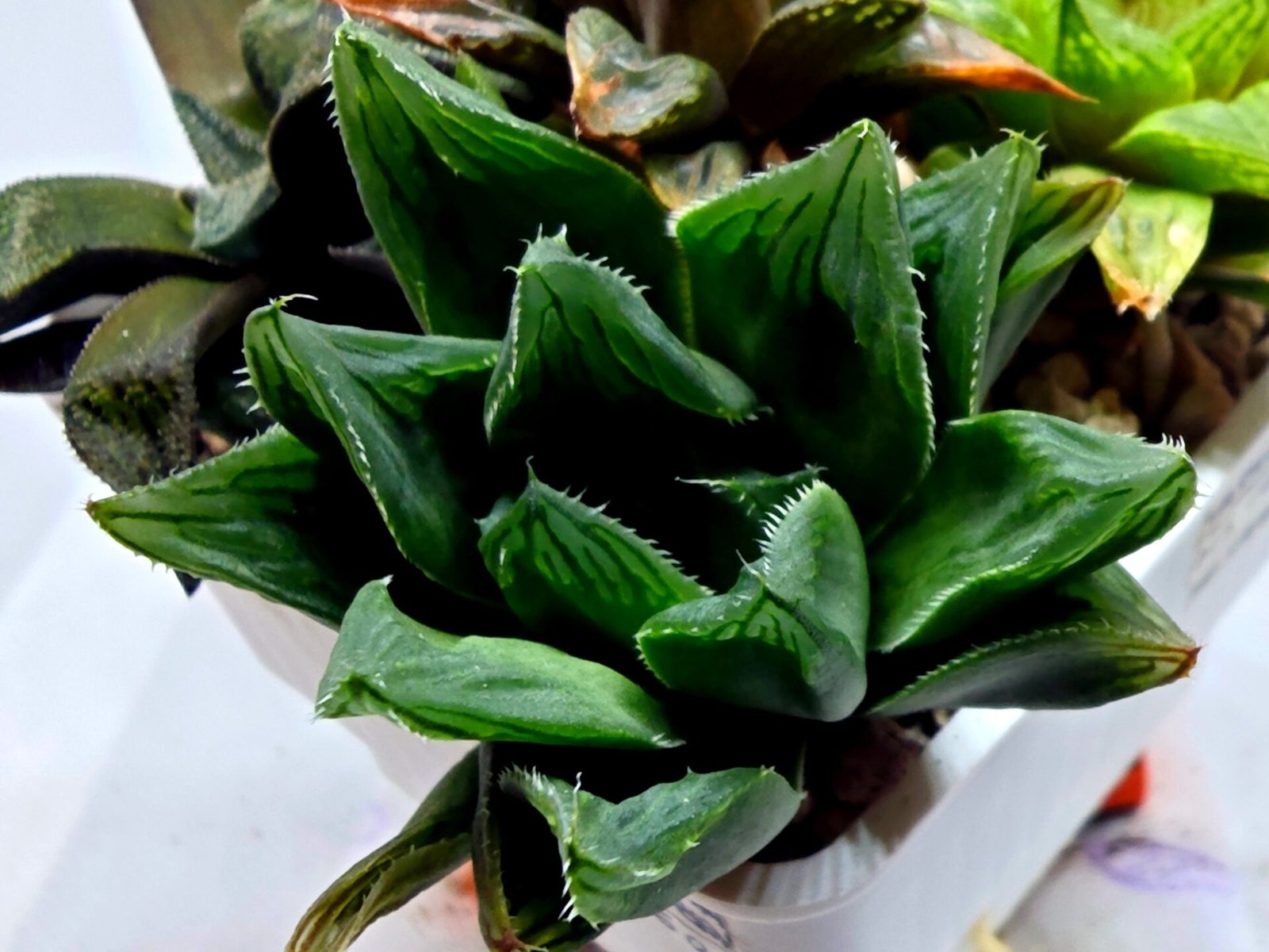 Haworthia Seedling MS160 Betsu Yamada Kirinofunsen - 3