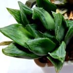 Haworthia Seedling MS160 Betsu Yamada Kirinofunsen - 4