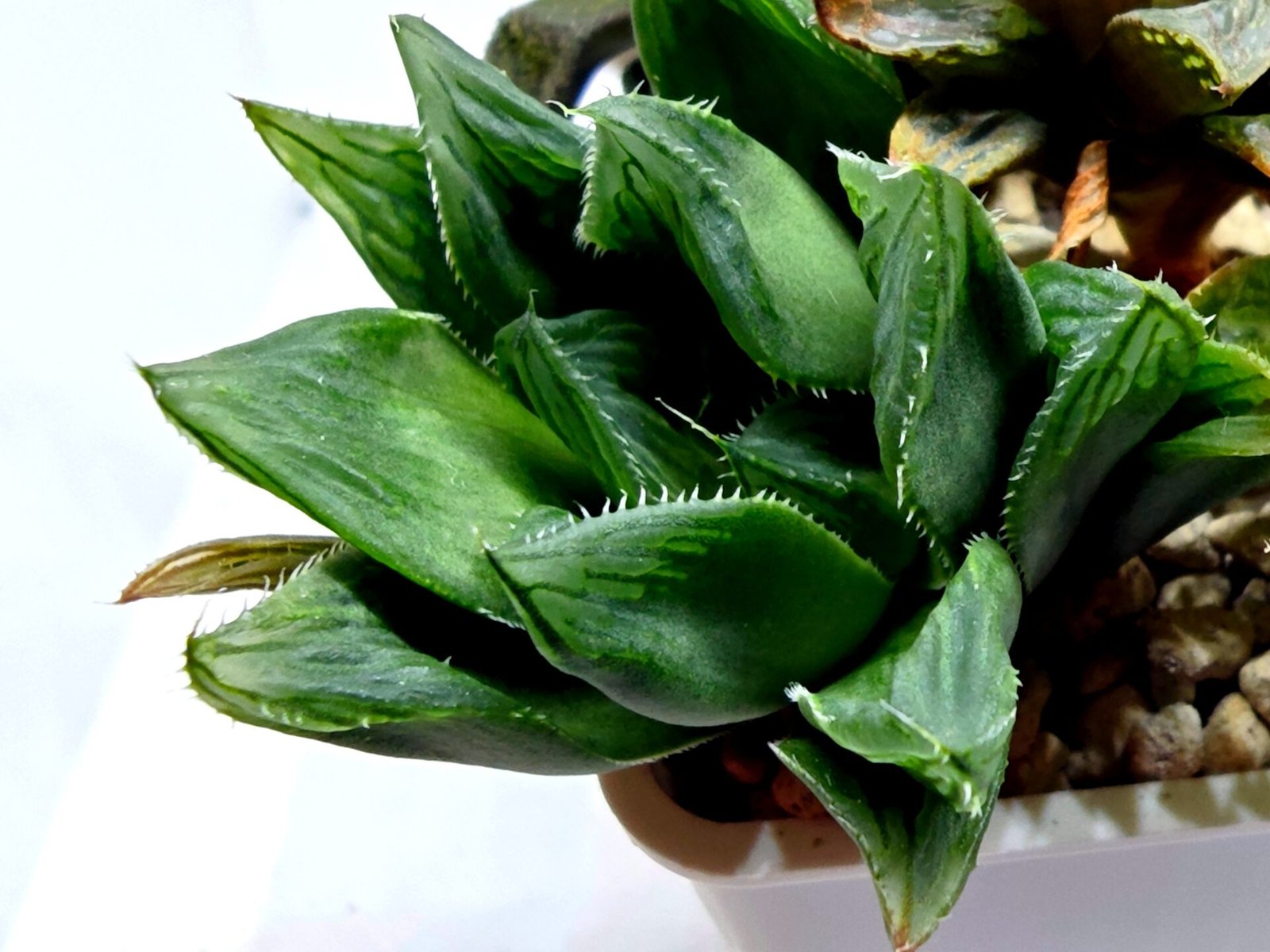 Haworthia Seedling MS160 Betsu Yamada Kirinofunsen - 4