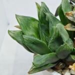 Haworthia Seedling MS160 Betsu Yamada Kirinofunsen - 5