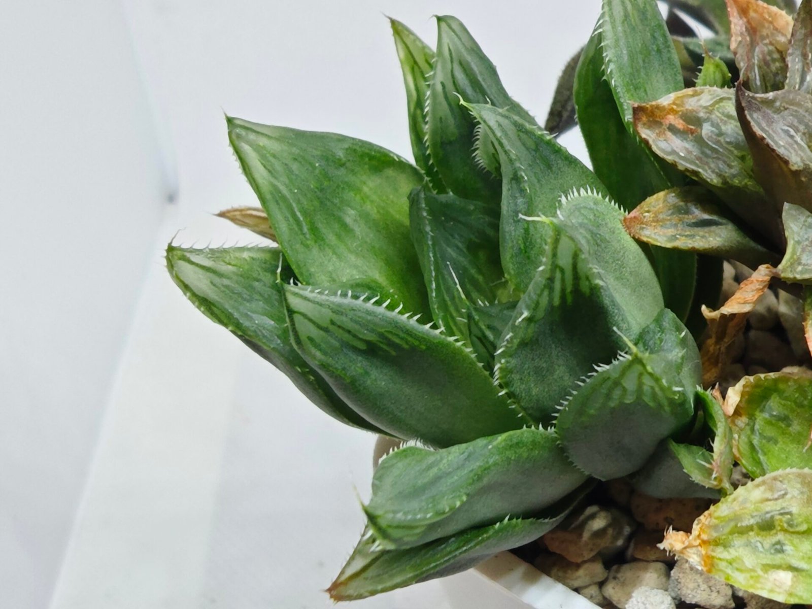Haworthia Seedling MS160 Betsu Yamada Kirinofunsen - 5