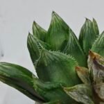 Haworthia Seedling MS160 Betsu Yamada Kirinofunsen - 6
