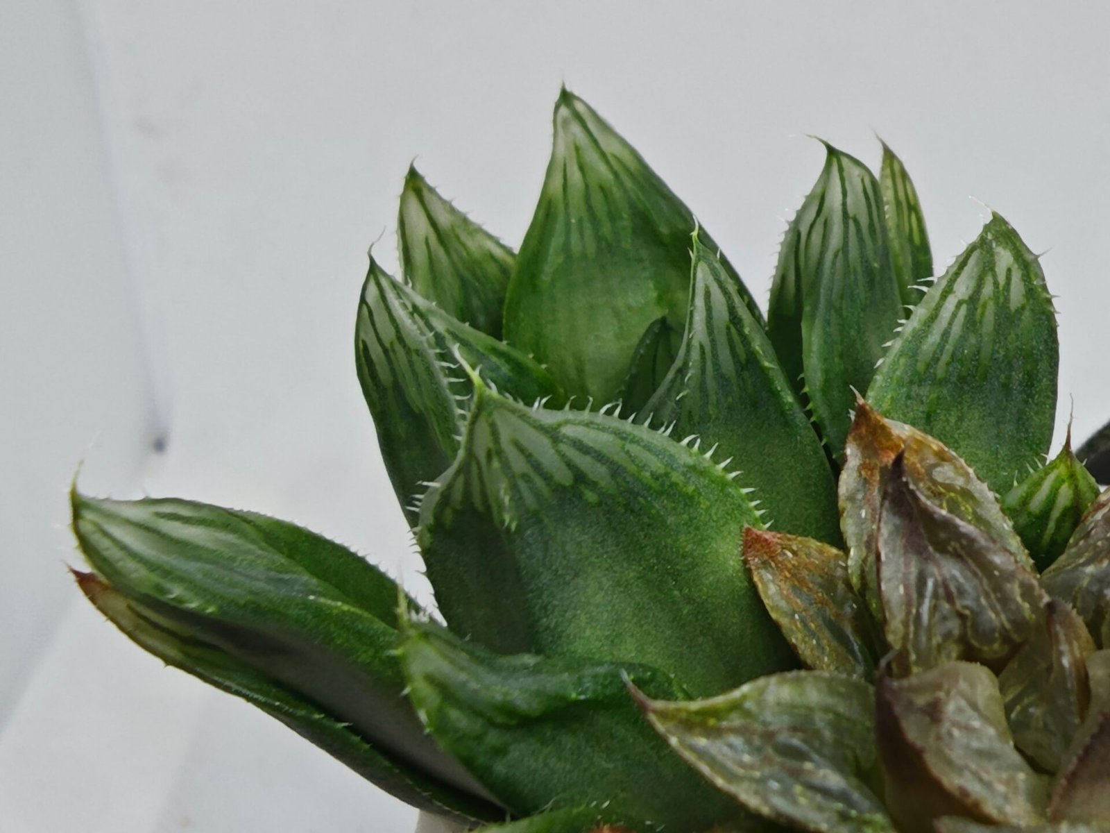 Haworthia Seedling MS160 Betsu Yamada Kirinofunsen - 6