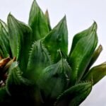 Haworthia Seedling MS160 Betsu Yamada Kirinofunsen - 7