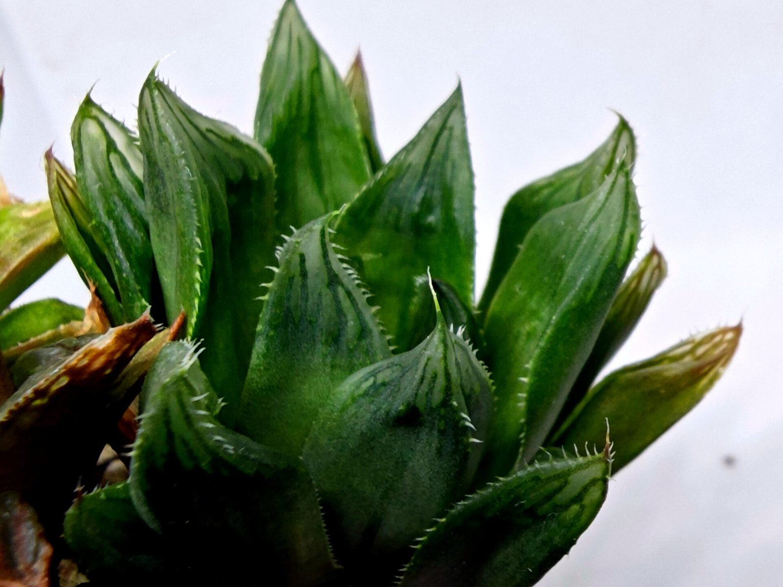 Haworthia Seedling MS160 Betsu Yamada Kirinofunsen - 7