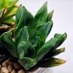 Haworthia Seedling MS160 Betsu Yamada Kirinofunsen - 8