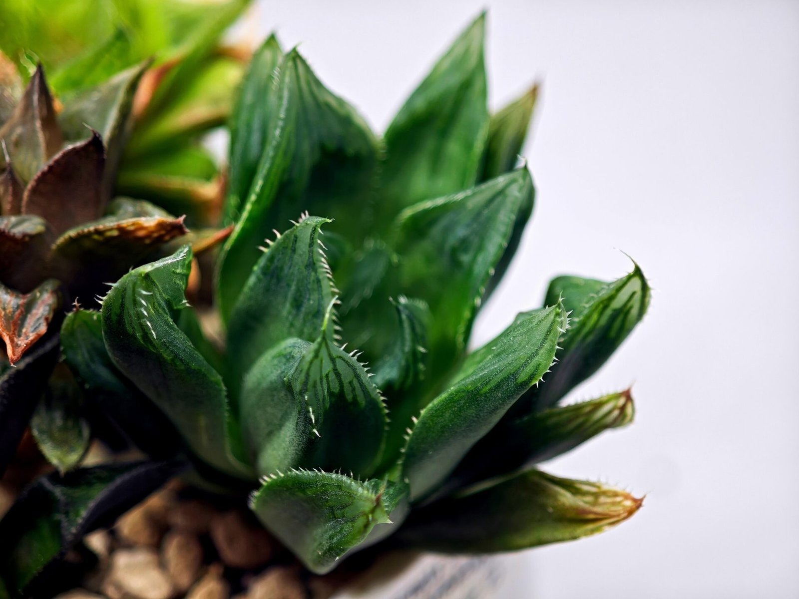 Haworthia Seedling MS160 Betsu Yamada Kirinofunsen - 8