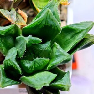 Haworthia Seedling MS160 Betsu Yamada Kirinofunsen - 9