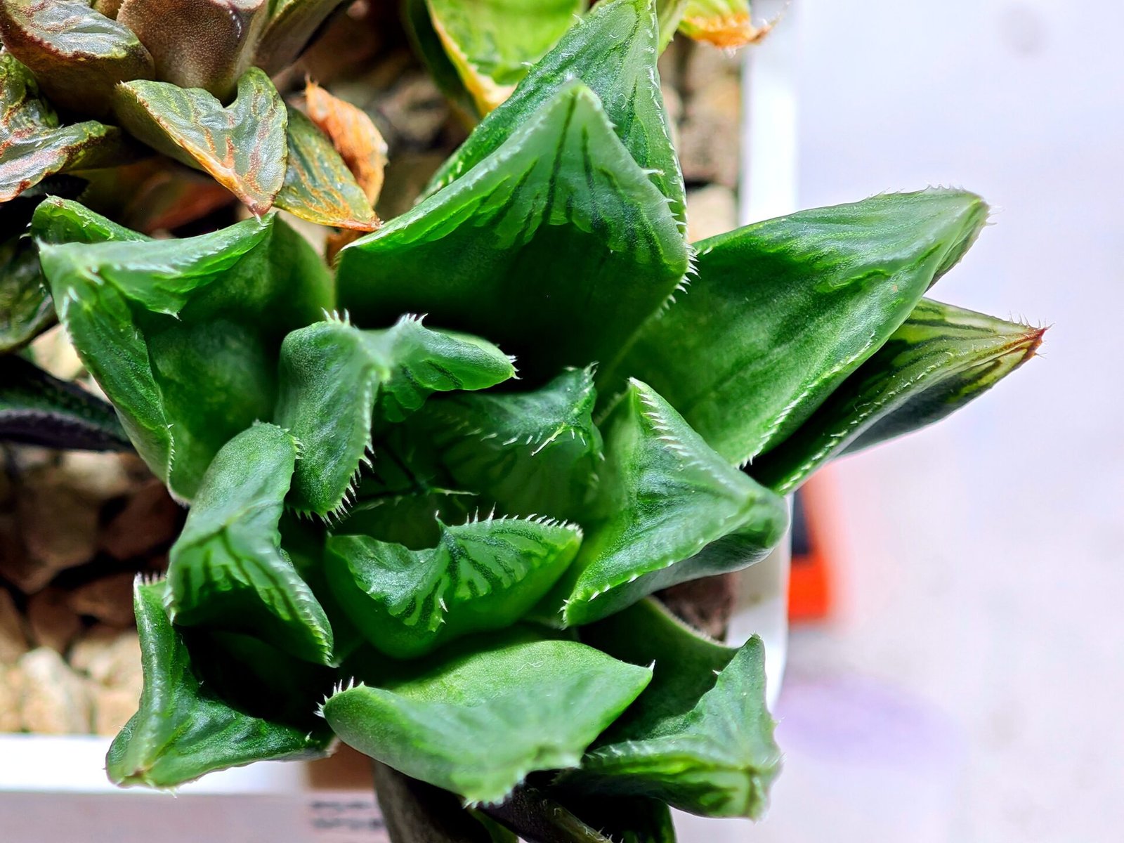 Haworthia Seedling MS160 Betsu Yamada Kirinofunsen - 9