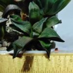 Haworthia Seedling MS163 - 7
