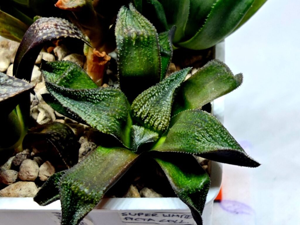 Haworthia Seedling MS163 - 1