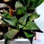 Haworthia Seedling MS163 - 1