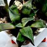 Haworthia Seedling MS163 - 2