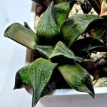 Haworthia Seedling MS163 - 3