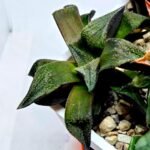 Haworthia Seedling MS163 - 4